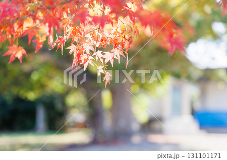 赤穂城広場の紅葉 赤穂城広場の紅葉 131101171