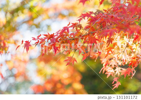 赤穂城広場の紅葉 131101172
