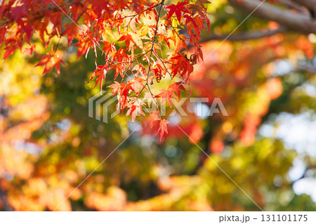 赤穂城広場の紅葉 赤穂城広場の紅葉 131101175