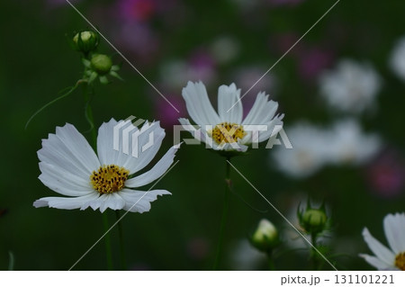 秋風に揺れて咲く 131101221