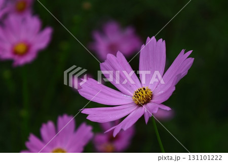 秋風に揺れて咲く 131101222