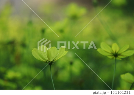 秋風に揺れて咲く 秋風に揺れて咲く 131101231