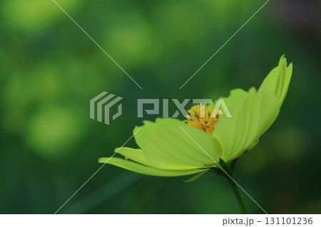 秋風に揺れて咲く 131101236