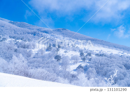 【冬素材】白銀の霧氷の風景【長野県】 131101290