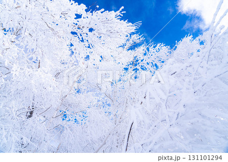 【冬素材】白銀の霧氷の風景【長野県】 131101294