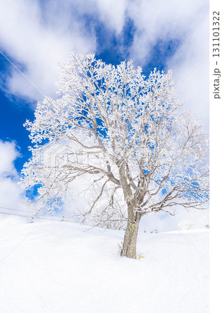 【冬素材】白銀の霧氷の風景【長野県】 131101322