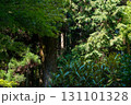 延暦寺境内の木々 131101328