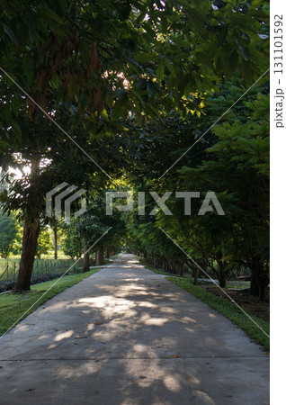 A long pathway surrounded by trees with sunlight casting shadows A long pathway surrounded by trees with sunlight casting shadows 131101592