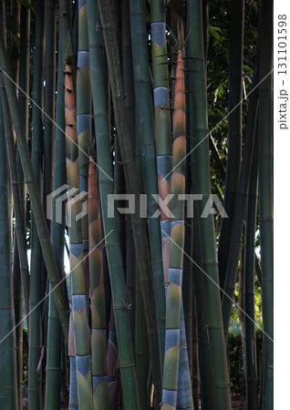 Close Up of Colorful Bamboo Stalks 131101598