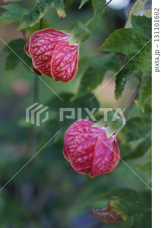Vibrant Abutilon Flowers in Bloom 131101602