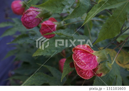 Vibrant Abutilon Flowers in Bloom Vibrant Abutilon Flowers in Bloom 131101603