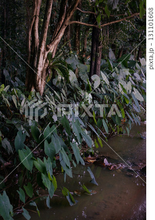 Lush Tropical Forest with Water Stream 131101608