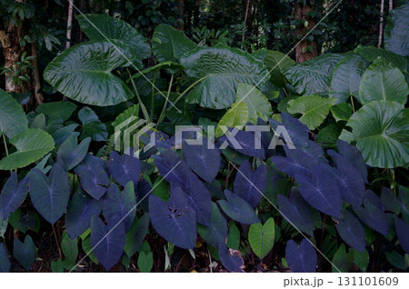 Lush Tropical Foliage in Forest Setting 131101609