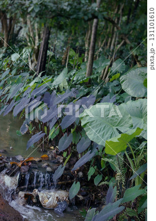 Lush Tropical Forest with Water Stream 131101610