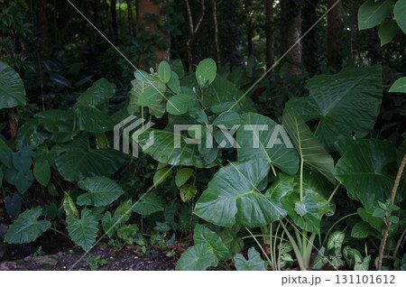 Lush Tropical Foliage in Forest Setting Lush Tropical Foliage in Forest Setting 131101612
