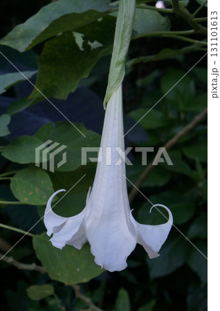 White trumpet flower hanging from green foliage White trumpet flower hanging from green foliage 131101613