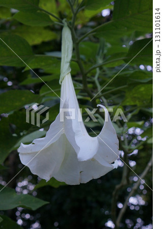 White trumpet flower hanging from green foliage 131101614