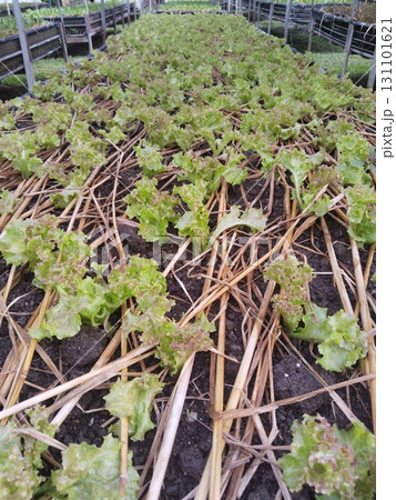Lettuce Growing in Greenhouse with Straw Mulch 131101621