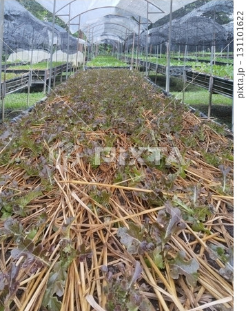 Young Lettuce Plants in Greenhouse with Straw Mulch 131101622