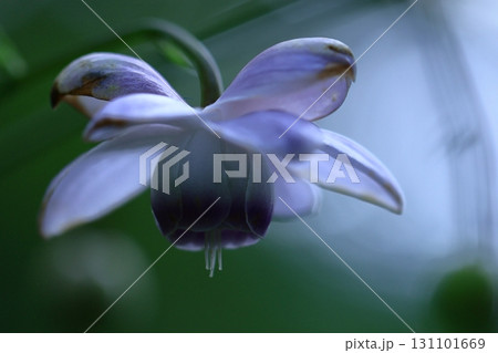 森に垂れ下がるランプ 131101669