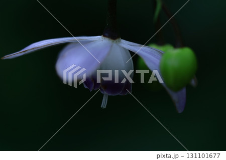 森に垂れ下がるランプ 131101677