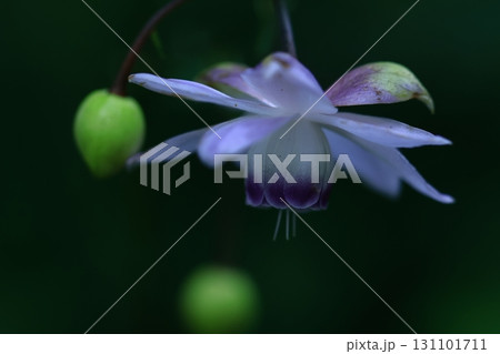 森に垂れ下がるランプ 森に垂れ下がるランプ 131101711