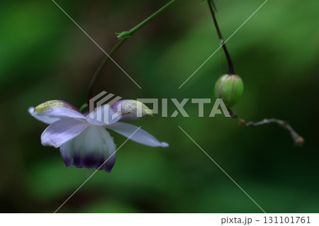 森に垂れ下がるランプ 森に垂れ下がるランプ 131101761