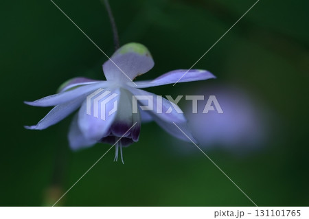 森に垂れ下がるランプ 森に垂れ下がるランプ 131101765