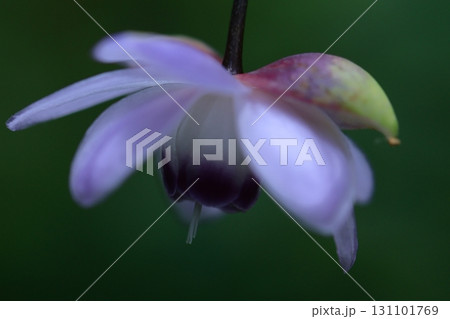 森に垂れ下がるランプ 131101769