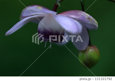 森に垂れ下がるランプ 森に垂れ下がるランプ 131101792