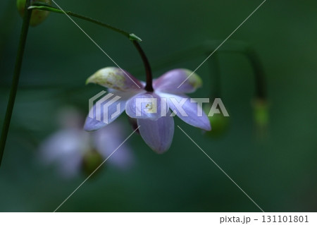 森に垂れ下がるランプ 131101801