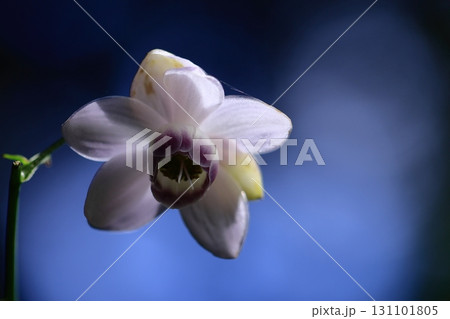 森に垂れ下がるランプ 森に垂れ下がるランプ 131101805