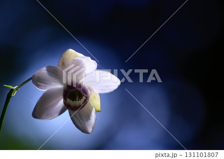 森に垂れ下がるランプ 森に垂れ下がるランプ 131101807