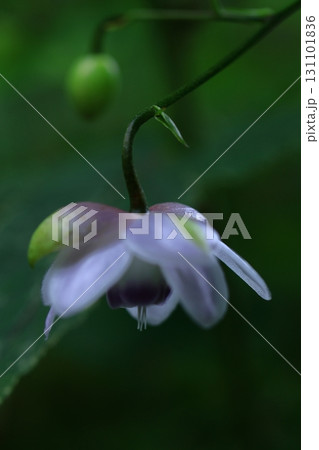 森に垂れ下がるランプ 131101836