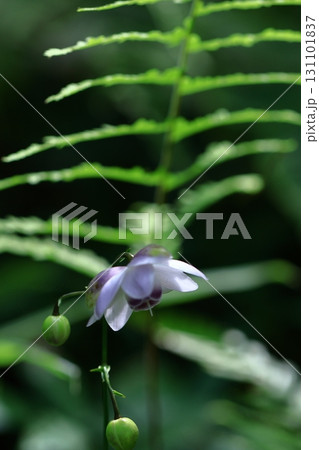 森に垂れ下がるランプ 131101837