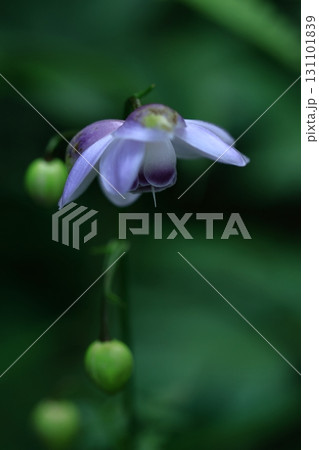 森に垂れ下がるランプ 131101839