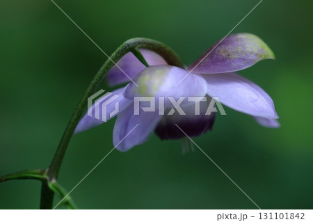 森に垂れ下がるランプ 131101842