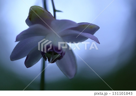 森に垂れ下がるランプ 131101843