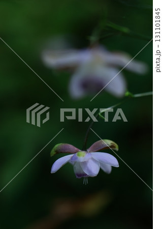 森に垂れ下がるランプ 131101845