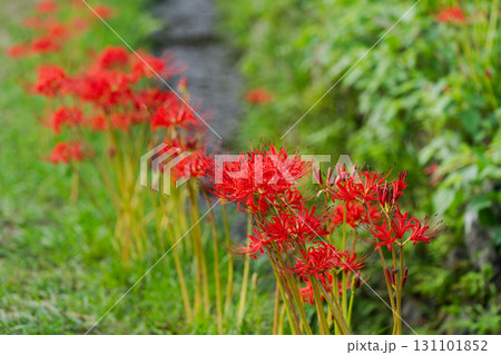 里山の小川に咲く彼岸花 里山の小川に咲く彼岸花 131101852