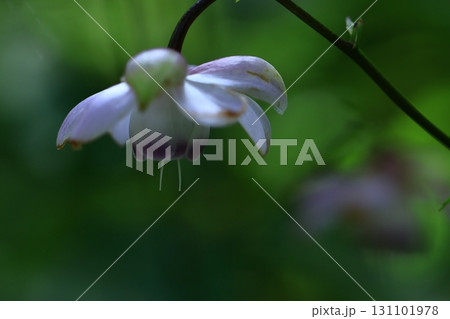 森に垂れ下がるランプ 131101978