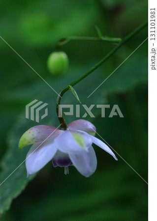 森に垂れ下がるランプ 131101981