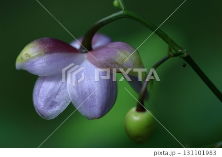 森に垂れ下がるランプ 131101983