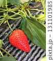 とっても美味しい日本の苺 131101985