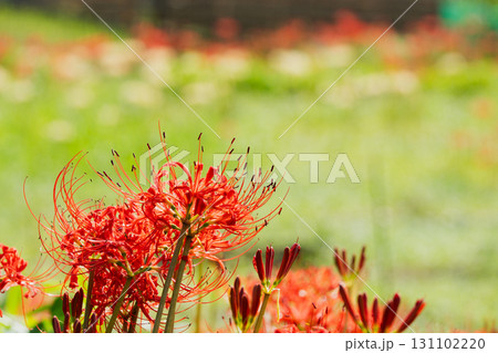 秋空の下に咲き誇る日向の彼岸花 131102220