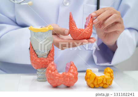 Hyperthyroidism, Overactive Thyroid, Thyroid Lymphoma, Asian doctor with thyroid gland human anatomy model in hospital. 131102241