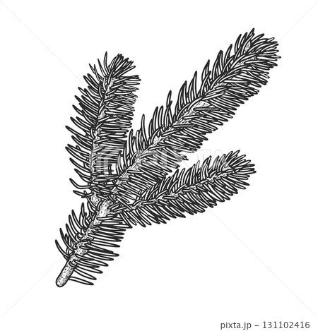 Hand drawn fir branch. Christmas design element. Vector illustration. 131102416