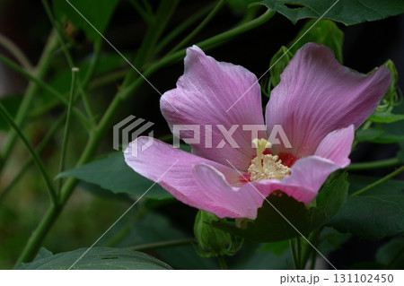 日本の美を象徴する花 131102450