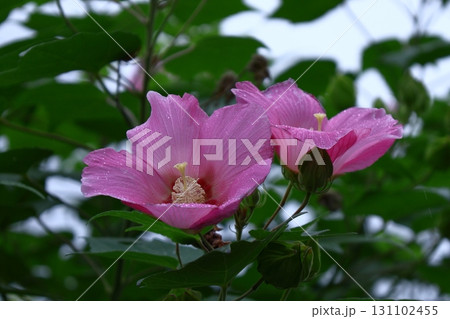 日本の美を象徴する花 日本の美を象徴する花 131102455