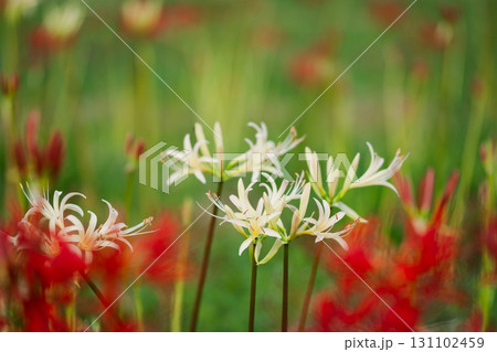 白い彼岸花と赤い曼珠沙華のコントラスト 白い彼岸花と赤い曼珠沙華のコントラスト 131102459